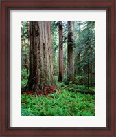 Framed Prairie Creek Redwoods Sp, California