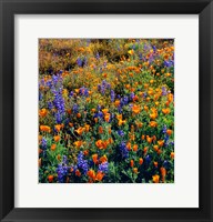 Framed Douglas Lupine And California Poppy In Carrizo Plain National Monument