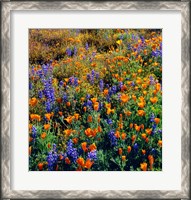 Framed Douglas Lupine And California Poppy In Carrizo Plain National Monument
