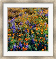 Framed Douglas Lupine And California Poppy In Carrizo Plain National Monument