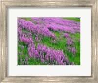 Framed Spring Lupine Meadow In The Bald Hills, California