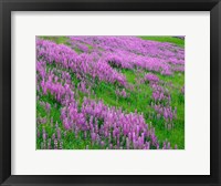 Framed Spring Lupine Meadow In The Bald Hills, California
