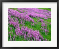 Framed Spring Lupine Meadow In The Bald Hills, California