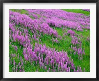 Framed Spring Lupine Meadow In The Bald Hills, California