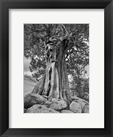 Framed California, High Sierra Juniper Tree (BW)