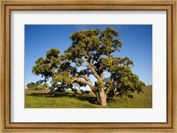 Framed California, Cottonwood Tree