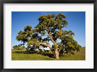 Framed California, Cottonwood Tree