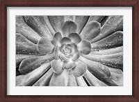 Framed California, Del Mar Succulents After Rain (BW)