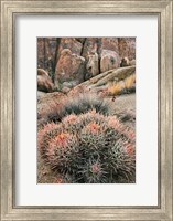 Framed California, Alabama Hills, Cactus