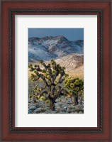 Framed Joshua Trees In The Snow