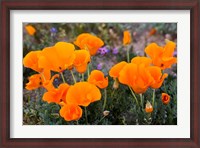 Framed Golden California Poppies In Antelope Valley