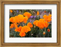 Framed Golden California Poppies In Antelope Valley