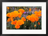 Framed Golden California Poppies In Antelope Valley