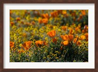 Framed Golden California Poppy Field