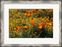 Framed Golden California Poppy Field