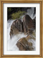 Framed Lone Tree With Waterfall At Cascade Creek Falls