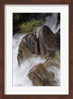 Framed Lone Tree With Waterfall At Cascade Creek Falls