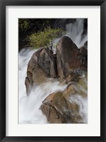 Framed Lone Tree With Waterfall At Cascade Creek Falls