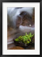 Framed Flowering Fern With A Rushing Stream