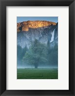 Framed Misty Yosemite Oak