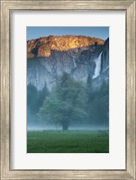 Framed Misty Yosemite Oak