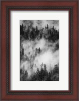 Framed Swirling Forest Mist, Yosemite NP (BW)