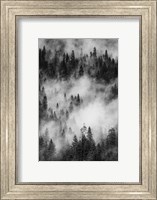 Framed Swirling Forest Mist, Yosemite NP (BW)