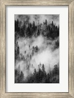 Framed Swirling Forest Mist, Yosemite NP (BW)