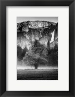 Framed Misty Californian Oak (BW)