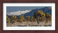 Framed Panoramic View Of Joshua Trees In The Snow