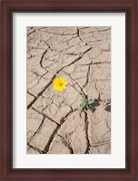 Framed Single Flower Around Mud Patterns