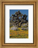 Framed Mojave Desert Joshua Tree