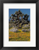 Framed Mojave Desert Joshua Tree