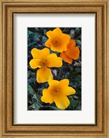 Framed Early Blooming Golden California Poppies