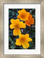 Framed Early Blooming Golden California Poppies