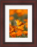 Framed Detail Of Golden California Poppy In Antelope Valley