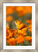Framed Detail Of Golden California Poppy In Antelope Valley
