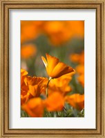 Framed Detail Of Golden California Poppy In Antelope Valley