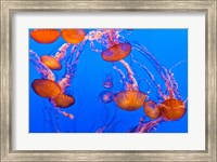 Framed Sea Nettles Dancing At The Monterey Bay Aquarium
