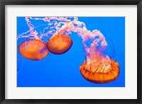 Framed Three Sea Nettles At The Monterey Bay Aquarium