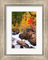 Framed Autumn Along Bishop Creek