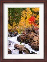 Framed Autumn Along Bishop Creek