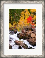 Framed Autumn Along Bishop Creek