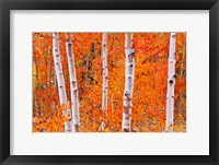 Framed Bright Autumn Aspens Along Bishop Creek