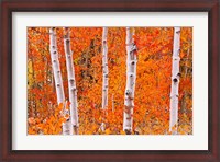 Framed Bright Autumn Aspens Along Bishop Creek