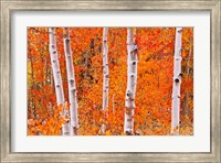 Framed Bright Autumn Aspens Along Bishop Creek