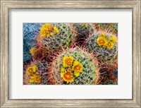 Framed Barrel Cactus In Bloom