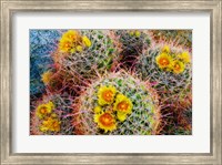 Framed Barrel Cactus In Bloom