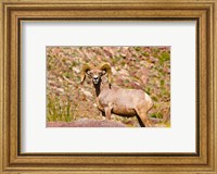 Framed Peninsular Bighorn Sheep