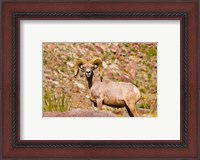 Framed Peninsular Bighorn Sheep